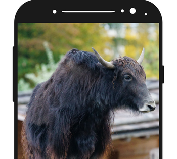 Image of bull on a phone.