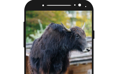 Image of bull on a phone.