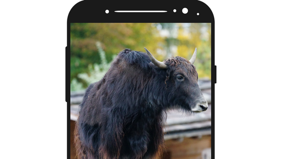 Image of bull on a phone.